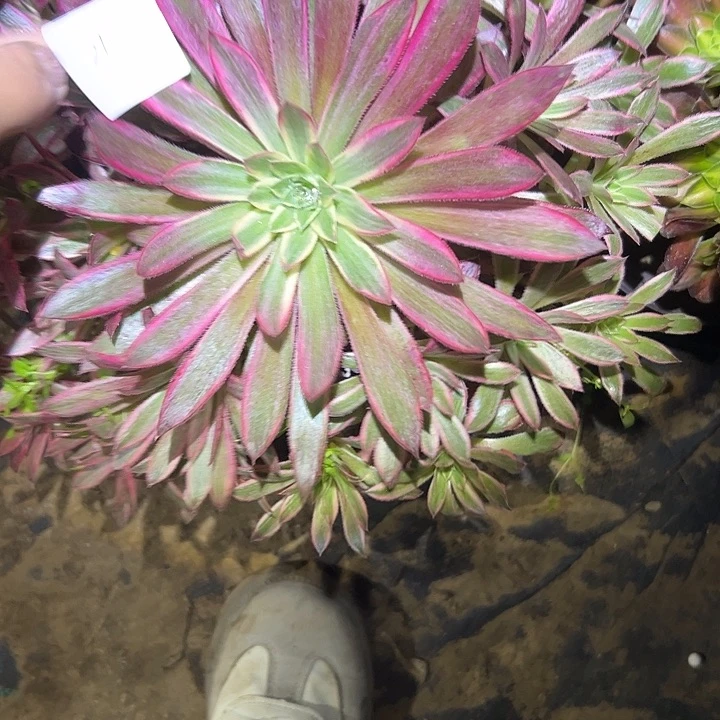 薇***W多肉法师植物链接21