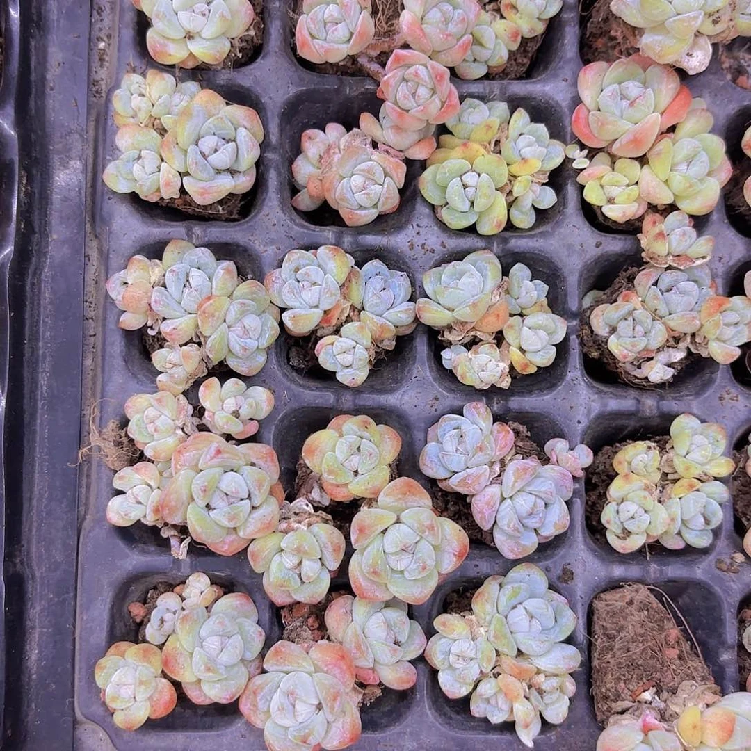 冰玉三四头一颗量拍