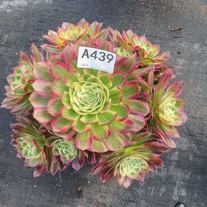 秀*海王多肉法师。    439