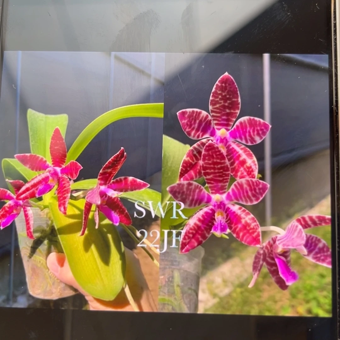 无花朵4寸特红路德兄弟交苗