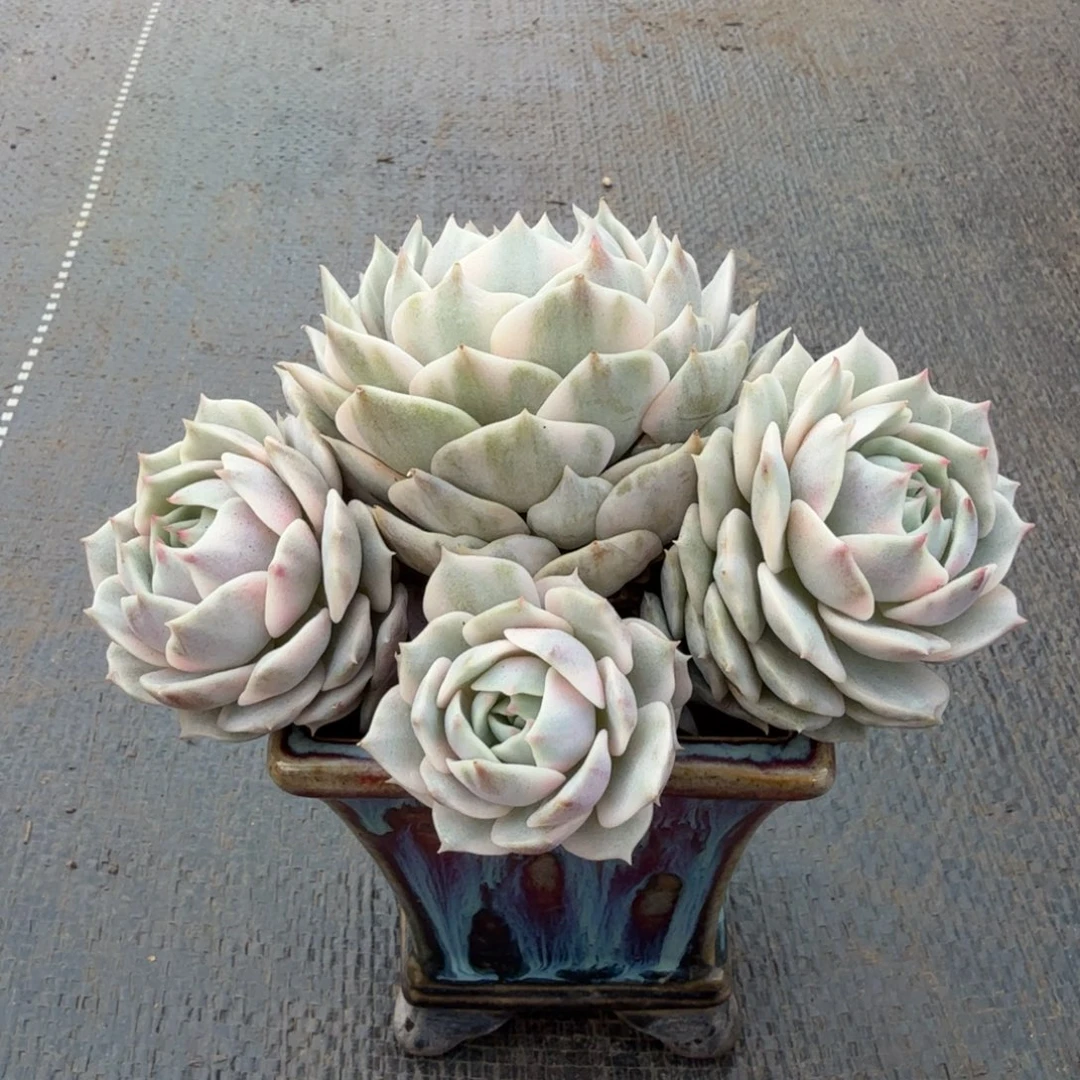 露娜莲锦群锦上园艺一物一拍