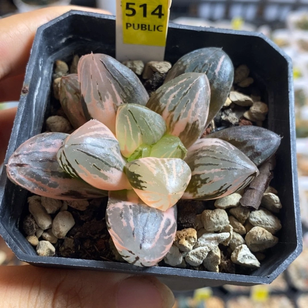 514号玉潭寿带盆的