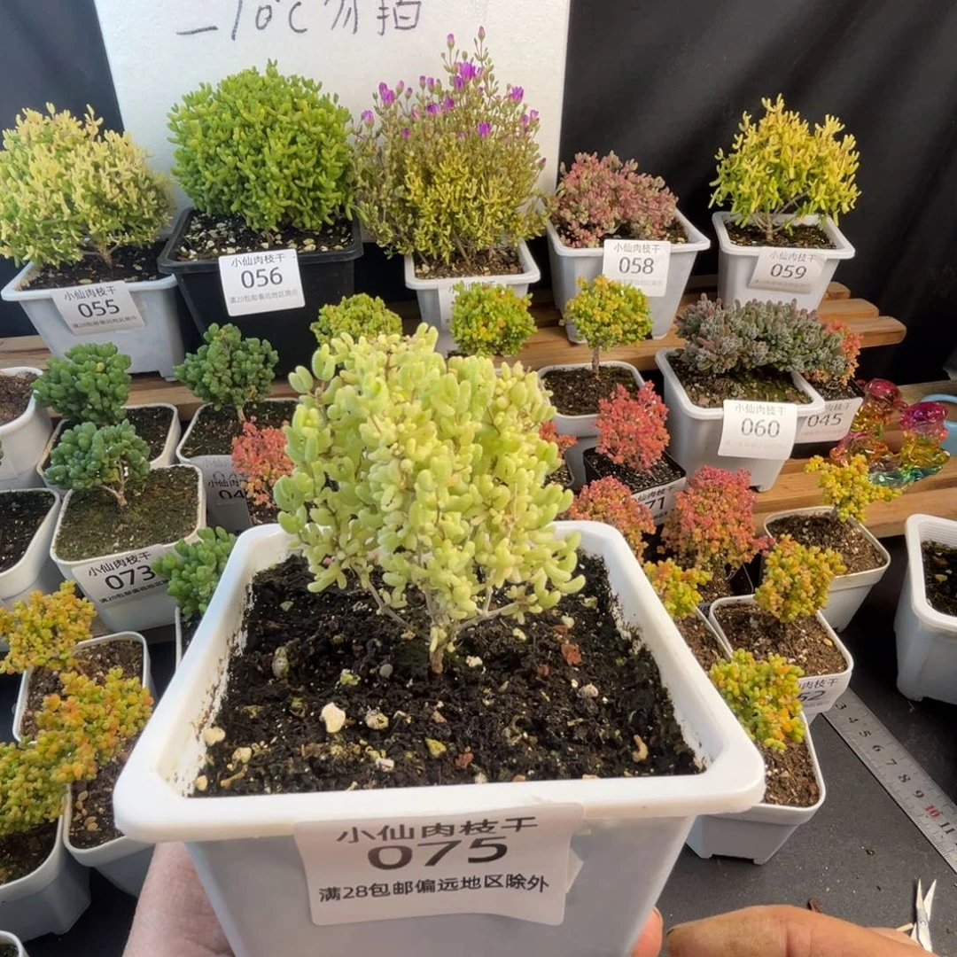 075枝干番杏米粒锦