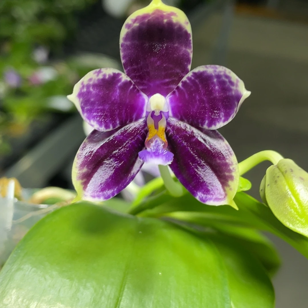 完全开放叶瑕不售后 121号