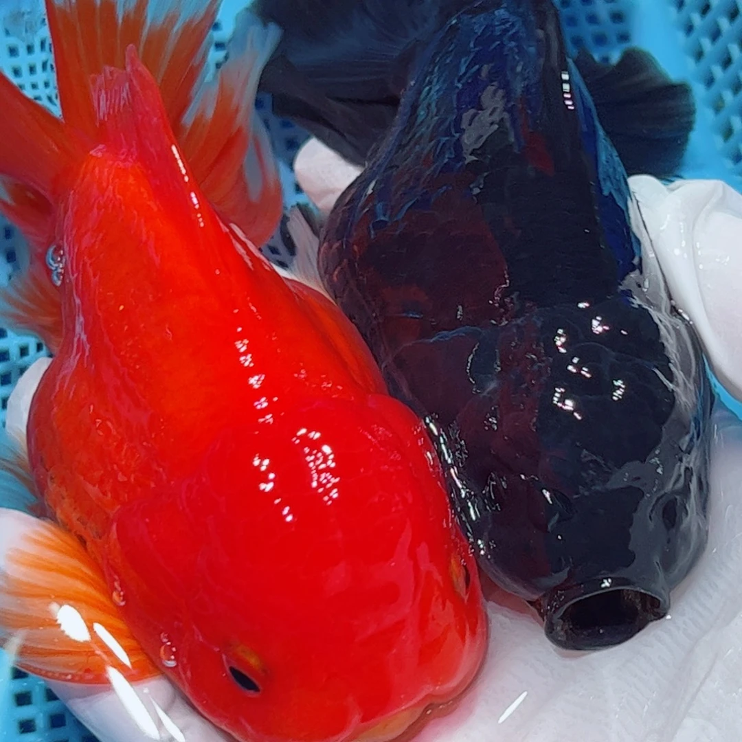 狮头鱼直播间一物一拍33