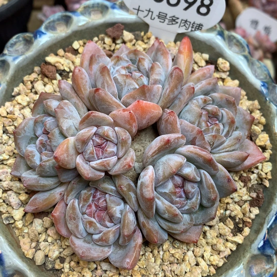 S0598 橙子清 仓老桩6头