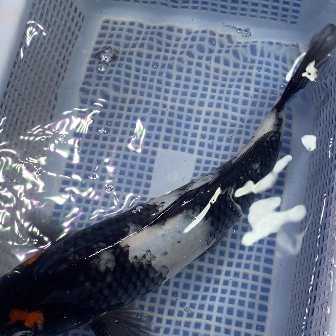 锦鲤冷水锦鲤包邮