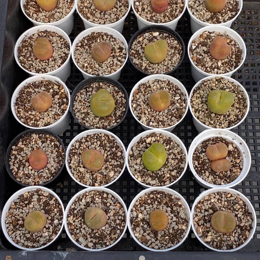 6315 毛三十盆直播间一物一拍