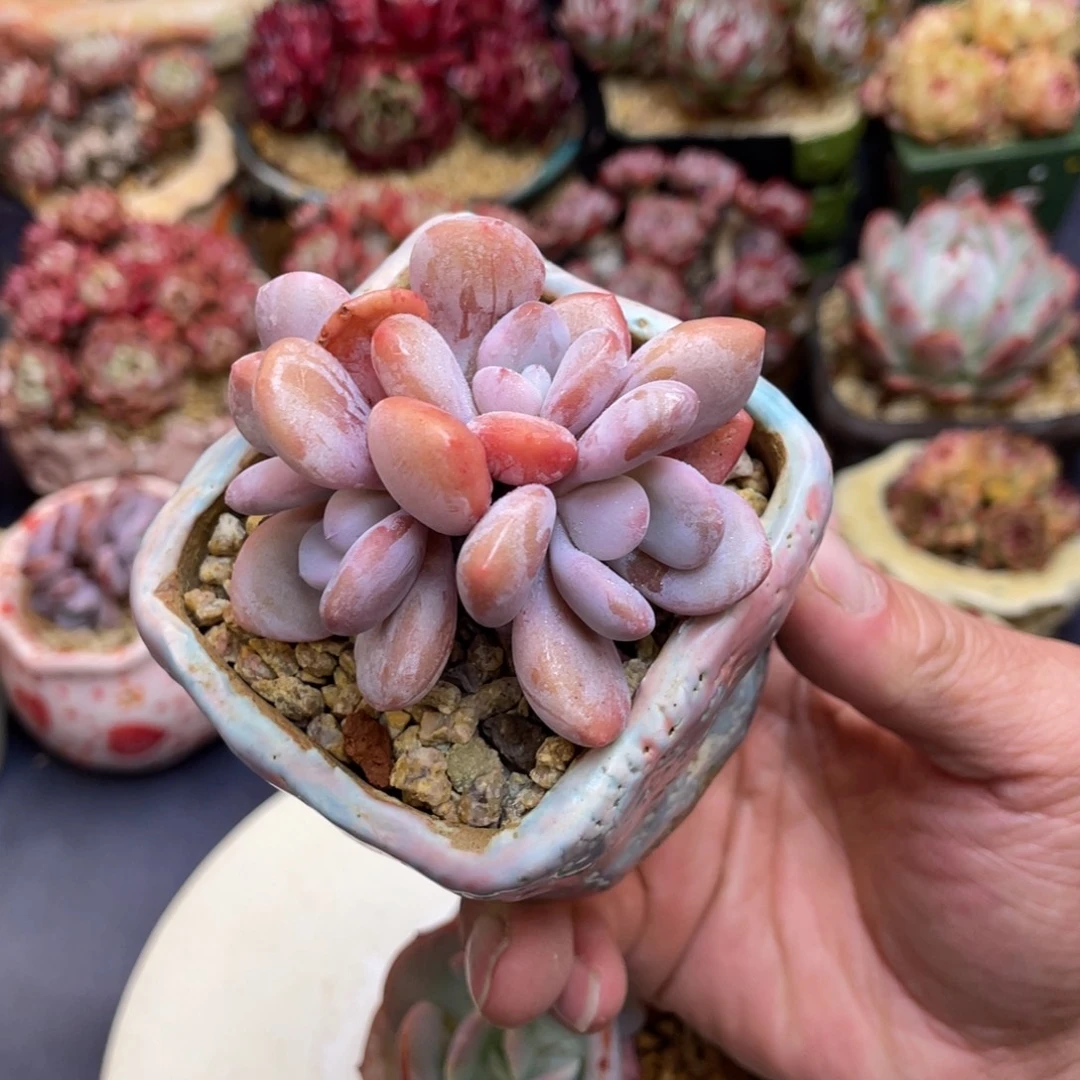 粉兔群生精控粉胖