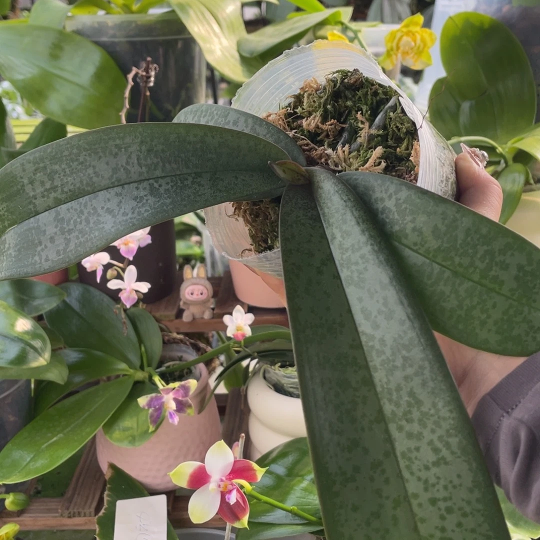 当前无花栽培后可以开花铁甲专拍