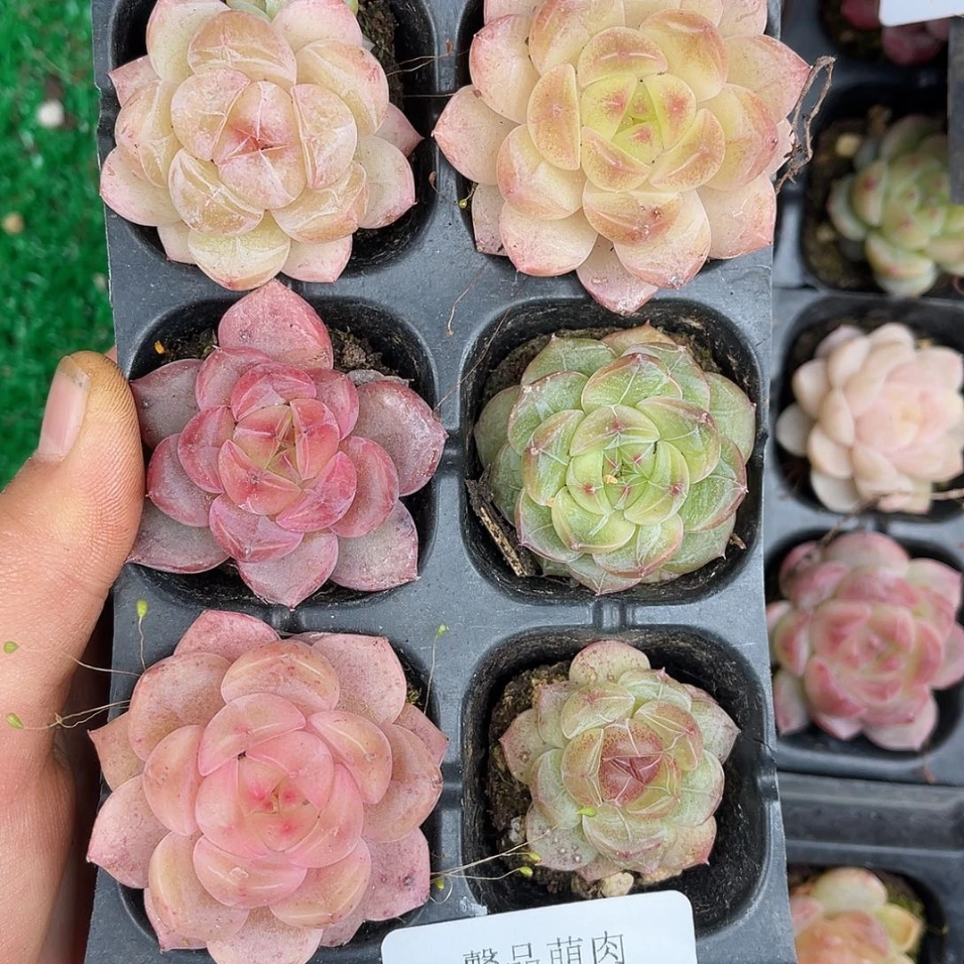 多肉一物一拍29-210