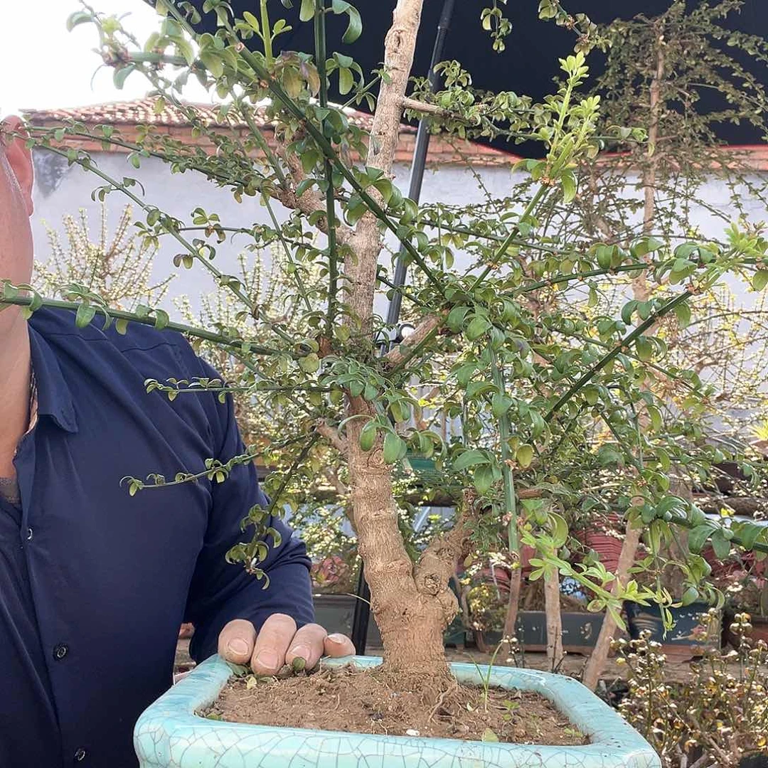 东***通无花朵谢谢你的支持和信任