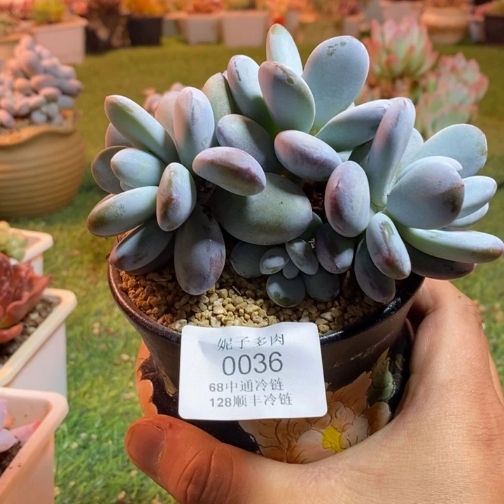 0036啊啊啊啊啊啊啊啊啊啊