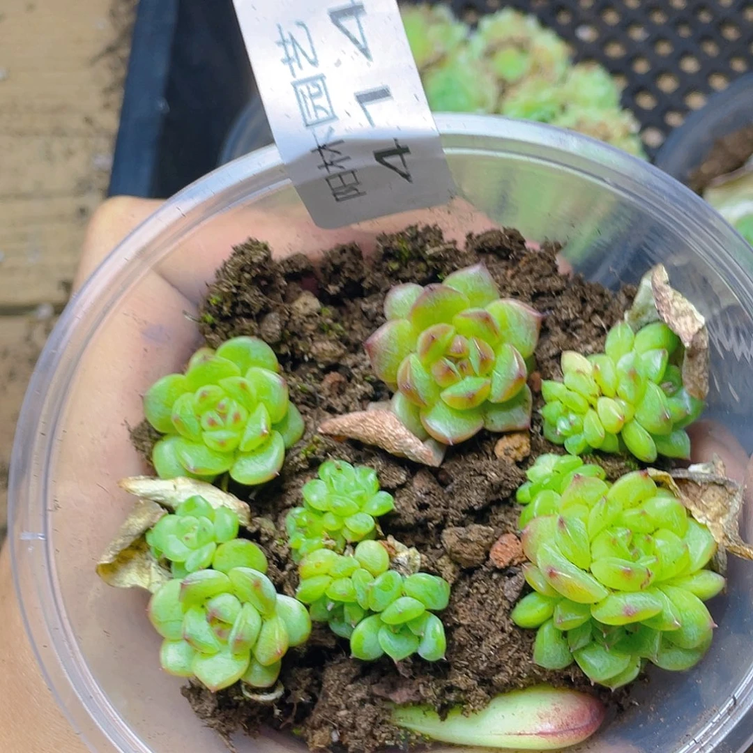 多肉植物多肉植物414