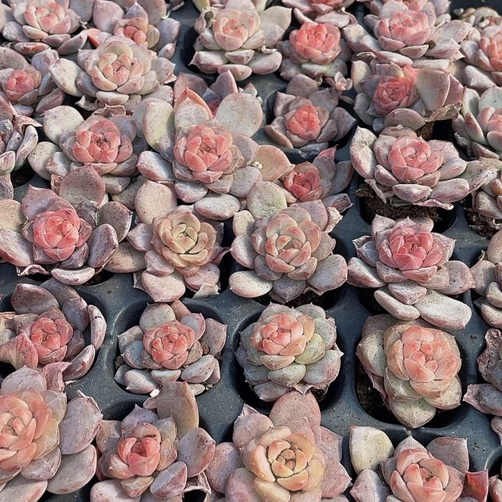 小血芙蓉1元带土发货