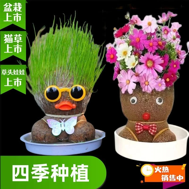草头娃娃可爱小盆栽头上长草小植物浇水长草娃娃绿植儿童观察生长