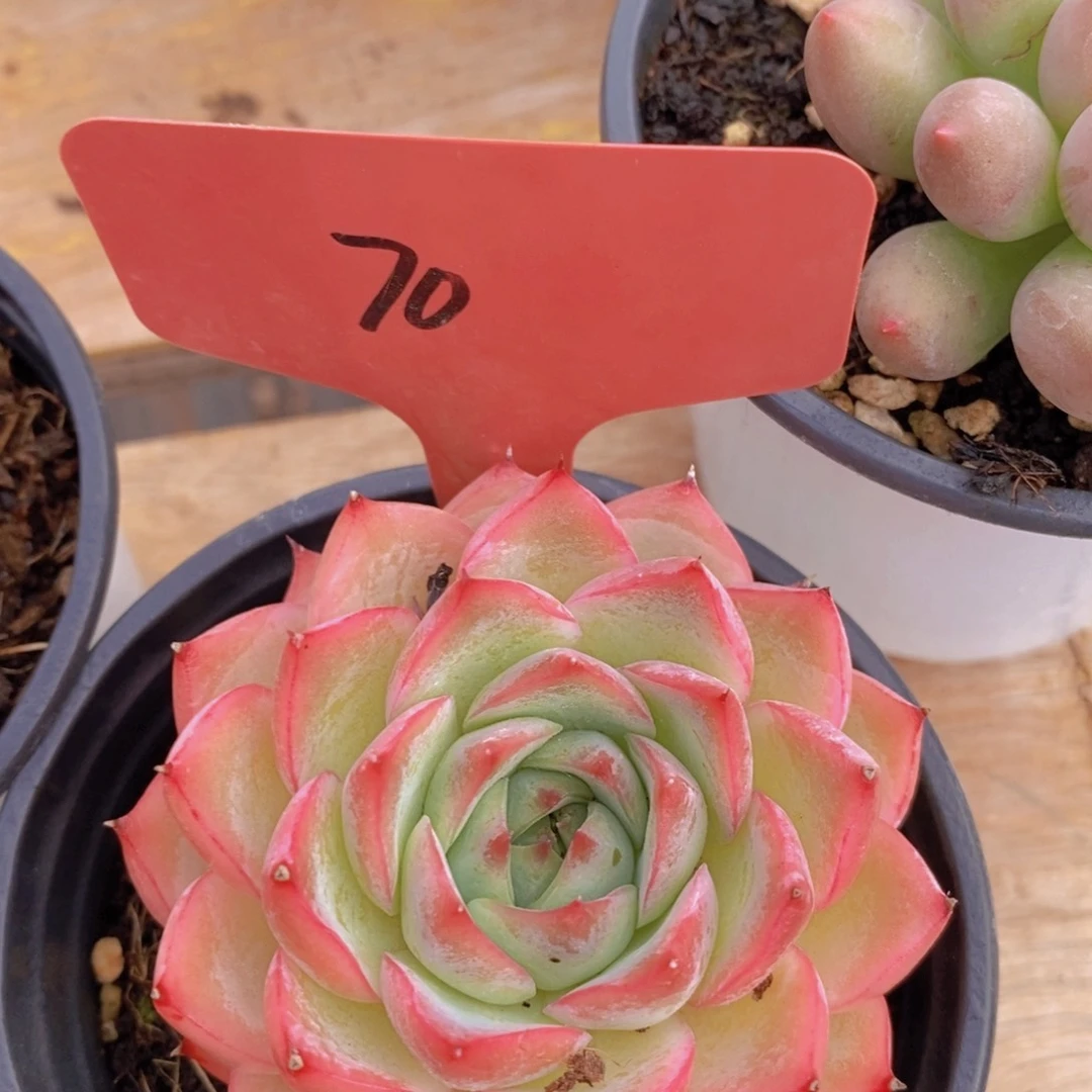 多肉植物，一物一拍，618专场