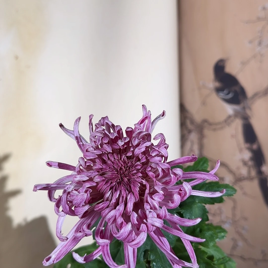 全部花朵Q88888888