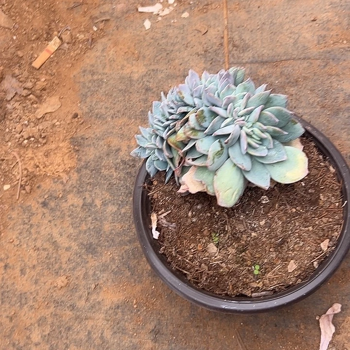 七***街多肉植物实物直播实物65
