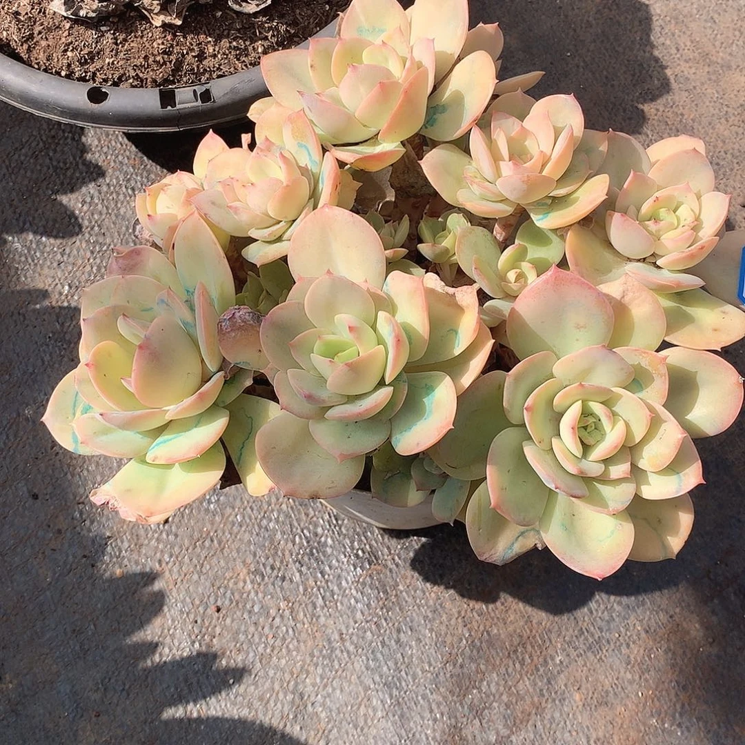 368趴趴熊 一物一拍多肉