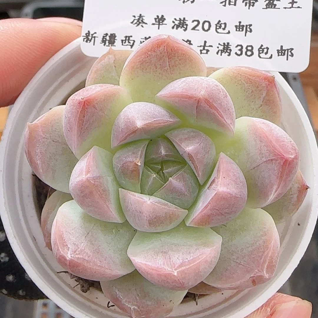 多肉0629-237白桃汽水