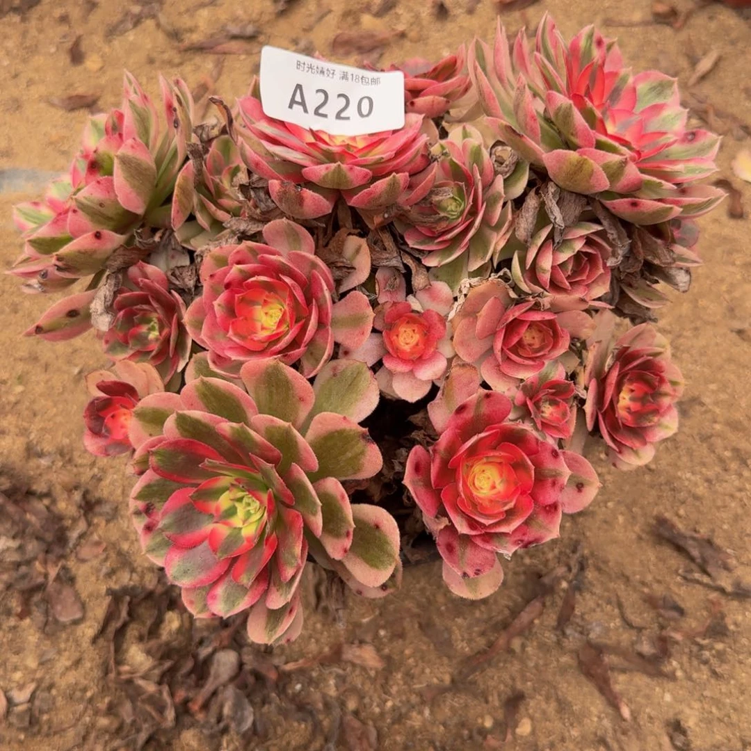 220荔枝。多肉植物