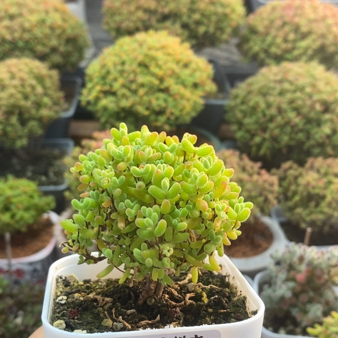 蜜橘糖球2351枝干番杏