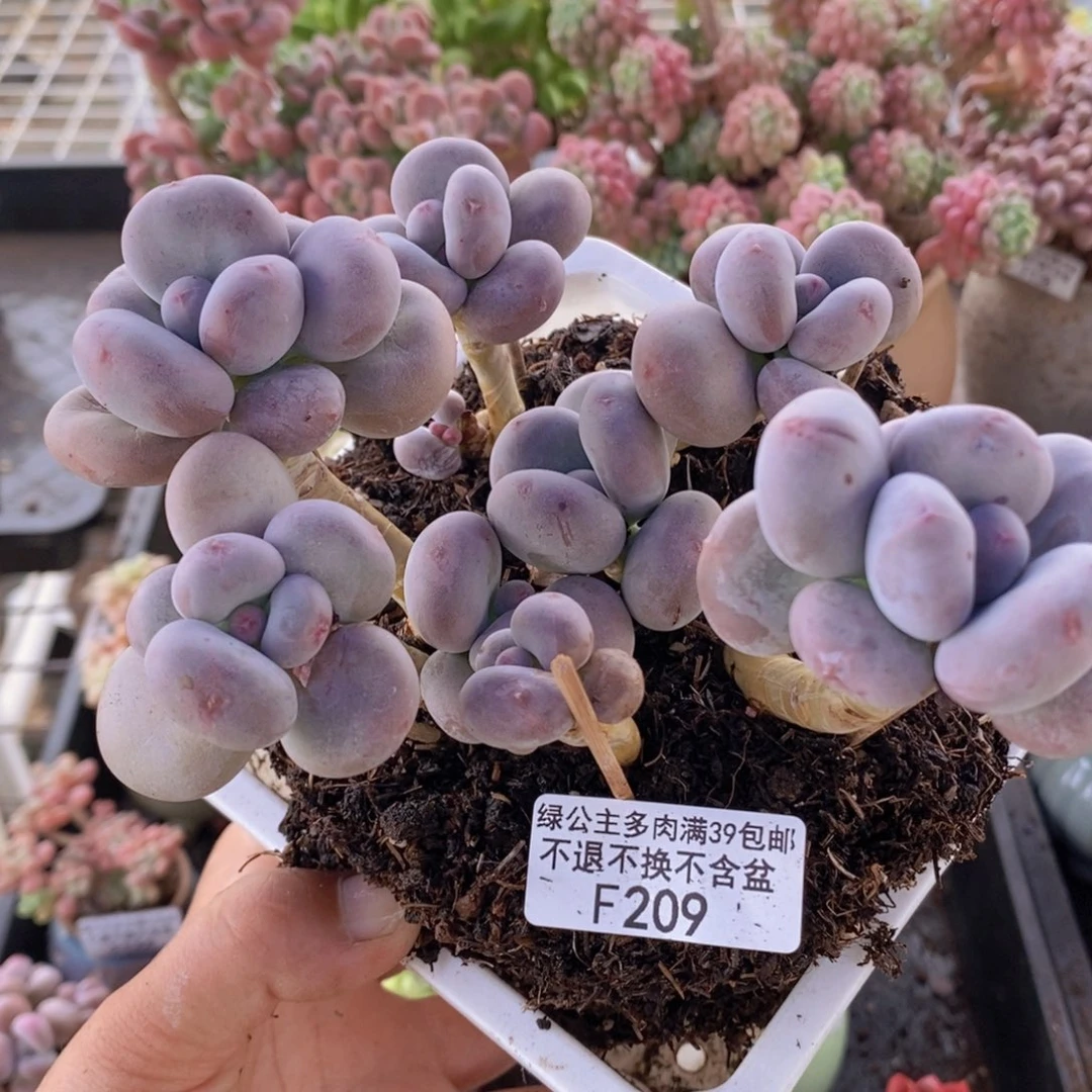 大叶奶散拼13cm209多肉植物