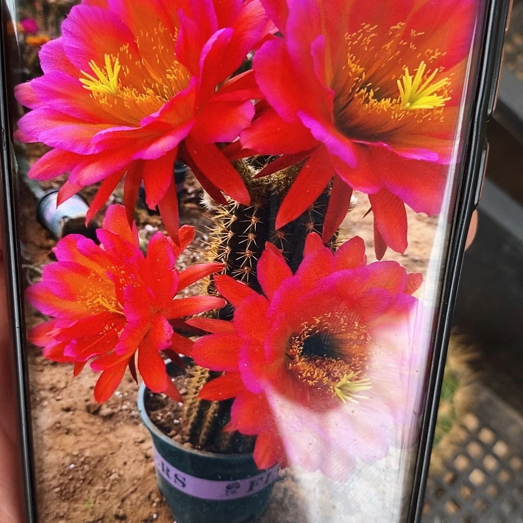 毛 阿布里/侧芽歪20包邮/5公分