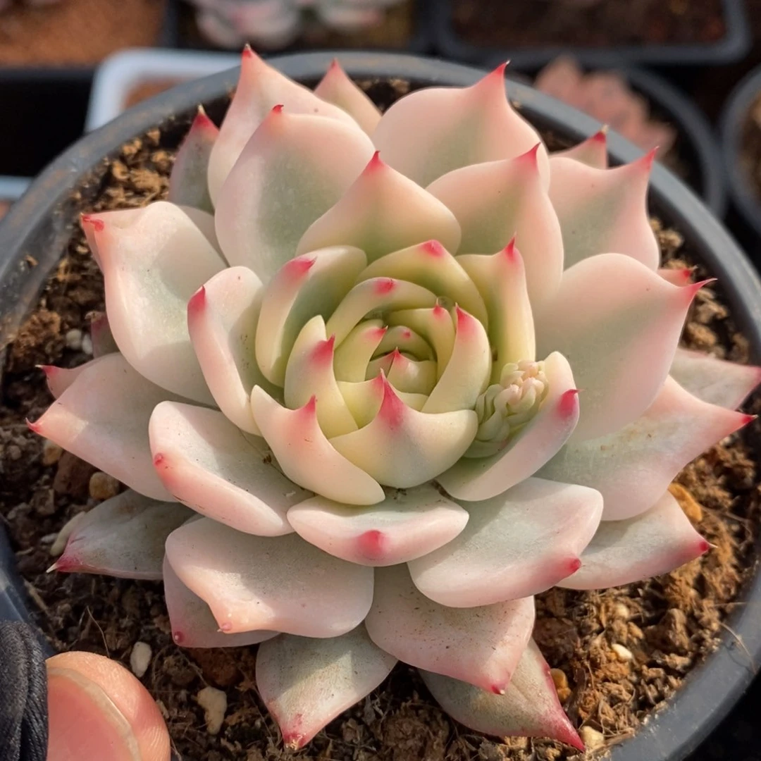 吉娃娃宽锦多肉植物