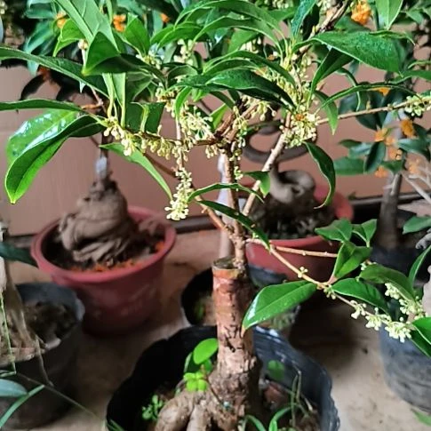 沧***粟完全开放八月桂柳叶