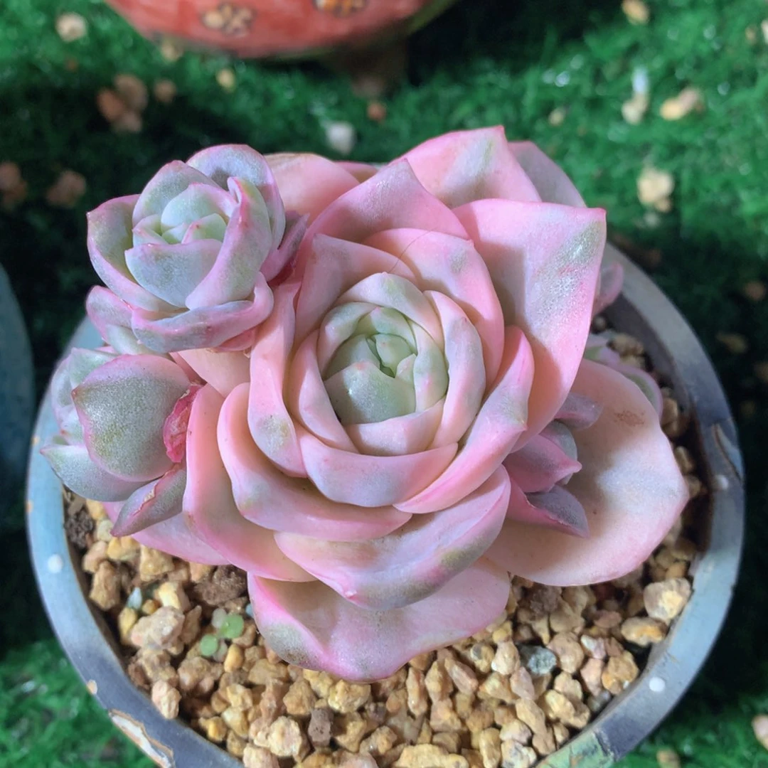 可爱玫瑰彩锦9公分一物一拍