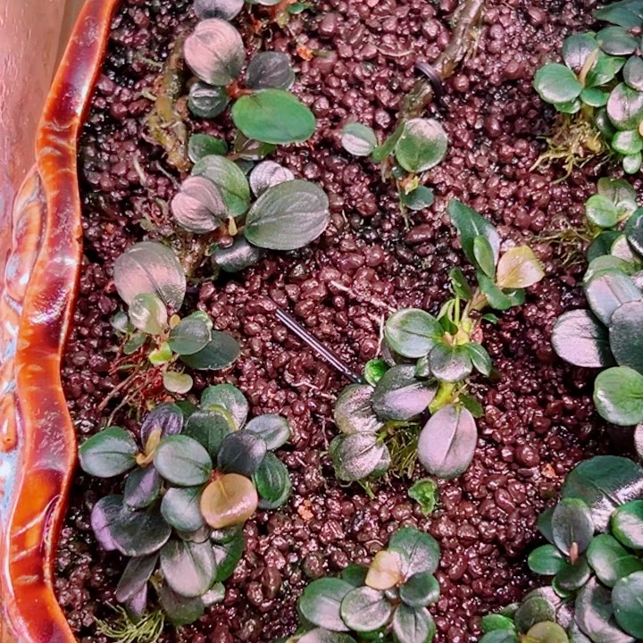 无花朵福利辣椒榕从小