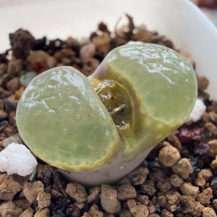 3830星辰风铃玉肉锥植物