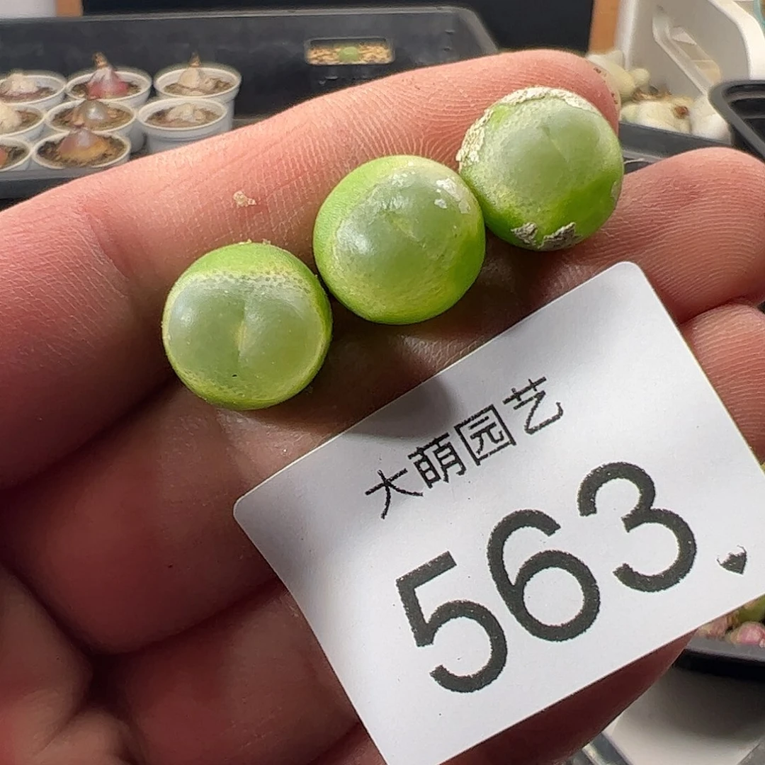 是****一物一拍。      563