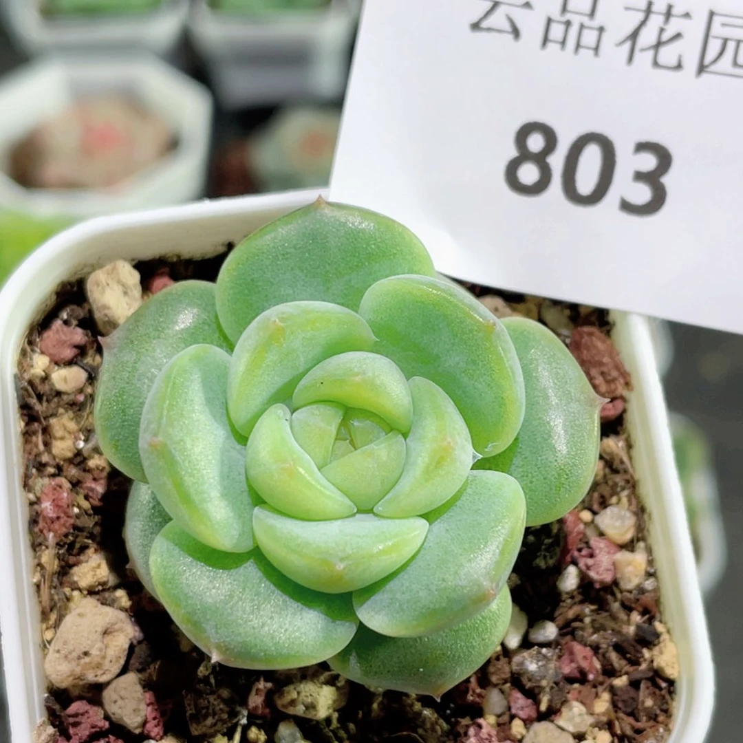 803号糖心冰心珍妮