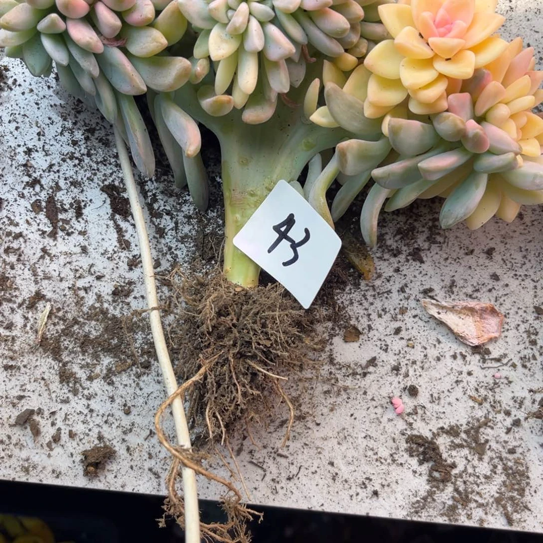 洛***邑11.21-43淡雪锦缀化