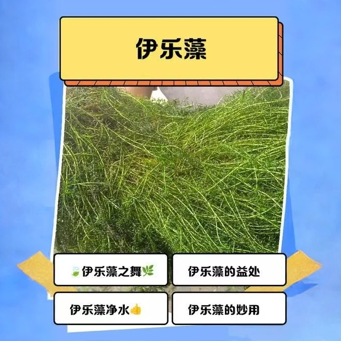 鱼虾蟹养殖适用低温速成活水草伊乐藻吃不败可净化水质，包邮