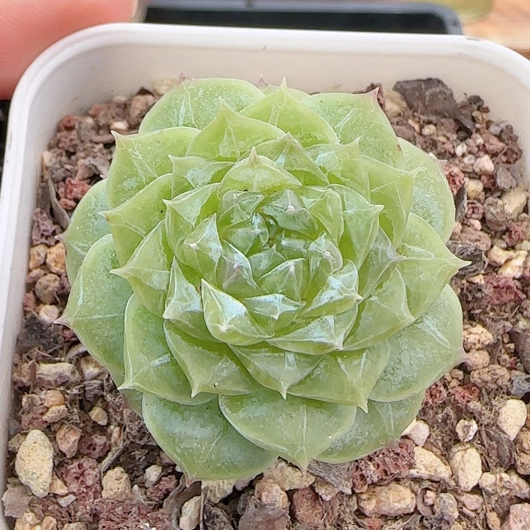多肉0919--352糖心