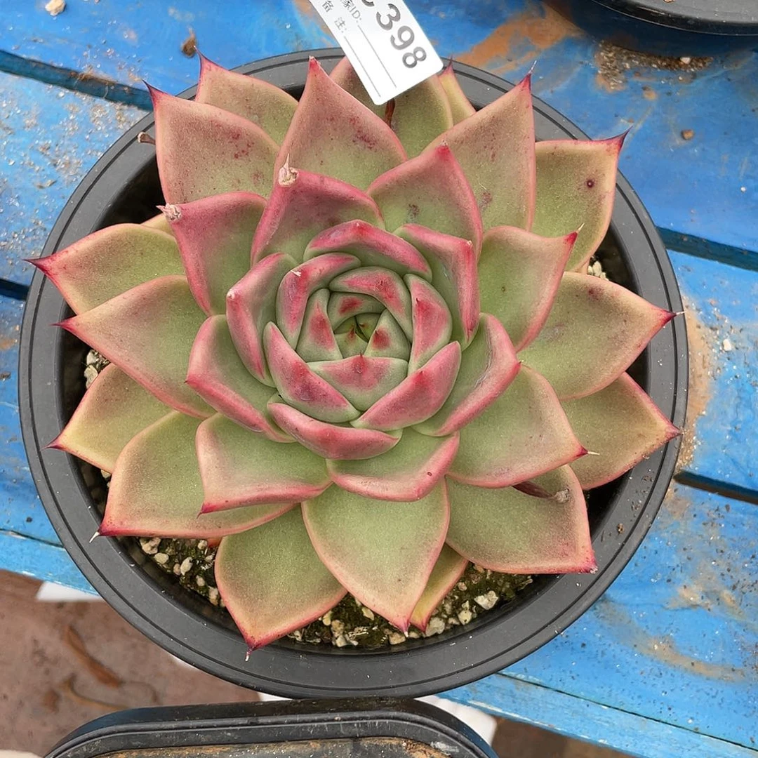 若如东云单拍C398