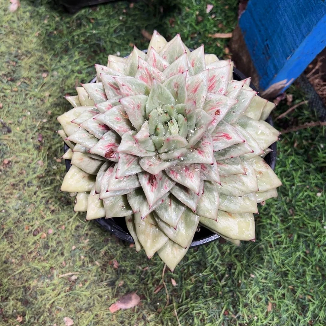 m****4凸起叠叶多肉植物