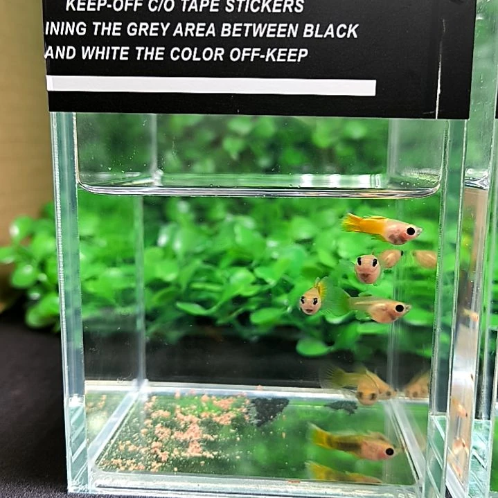 海水鱼孔雀鱼黄金玻璃猫8条含两条备损。