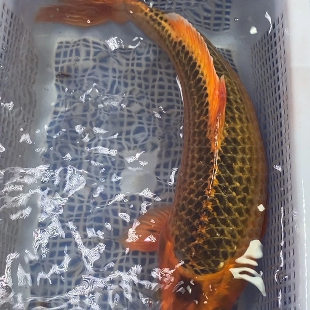 锦鲤冷水锦鲤包邮