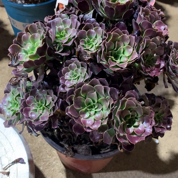 038欧紫多肉植物特价