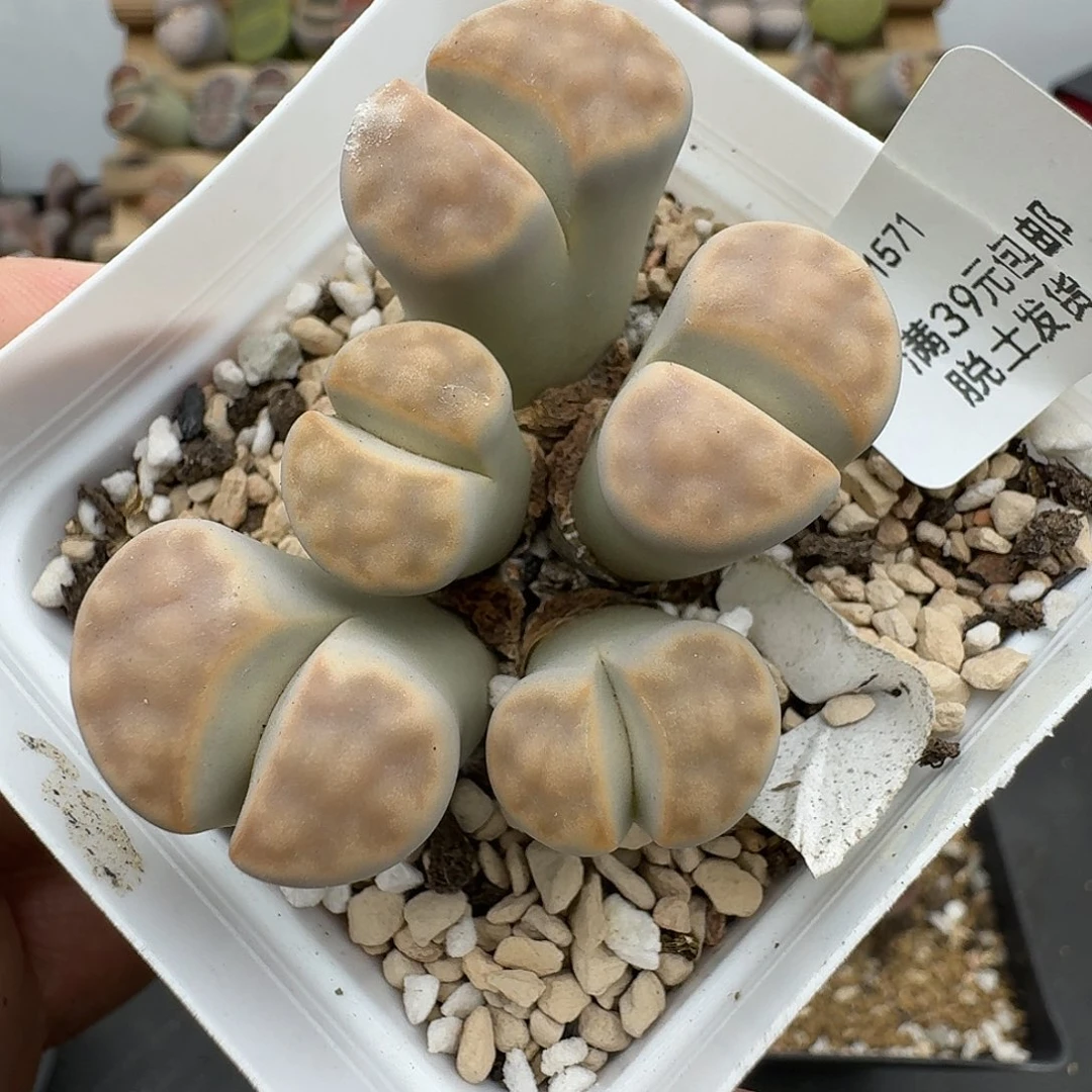 572哈哈哈哈哈哈哈