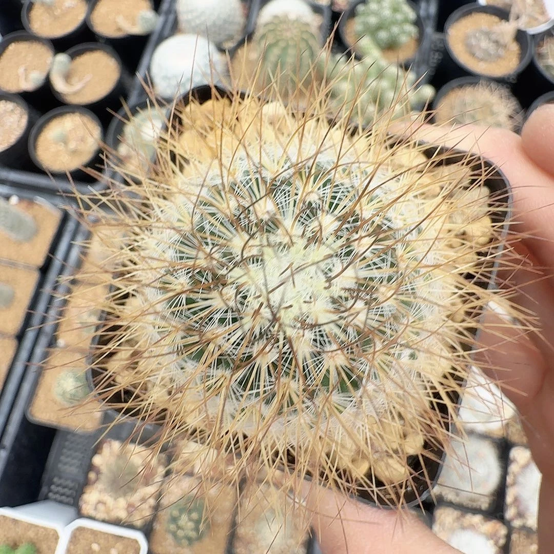 实生海泉脱土发货