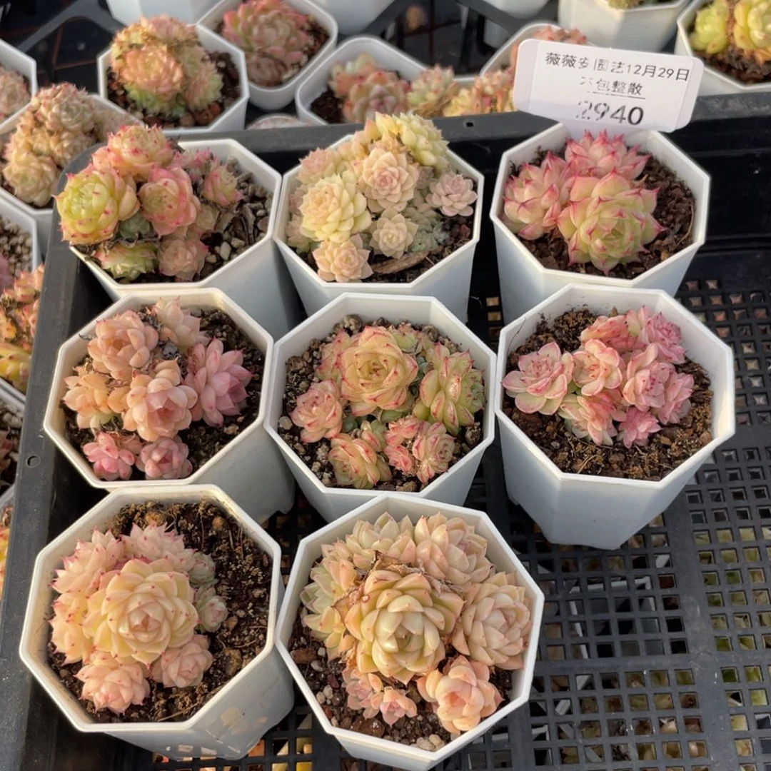 不包整散 盆子不售后2940