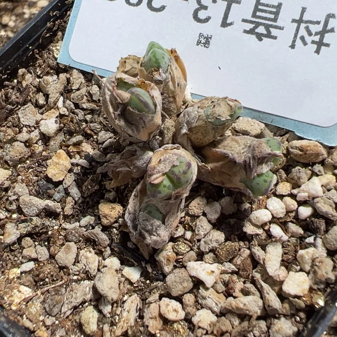 13-283肉锥多肉植物