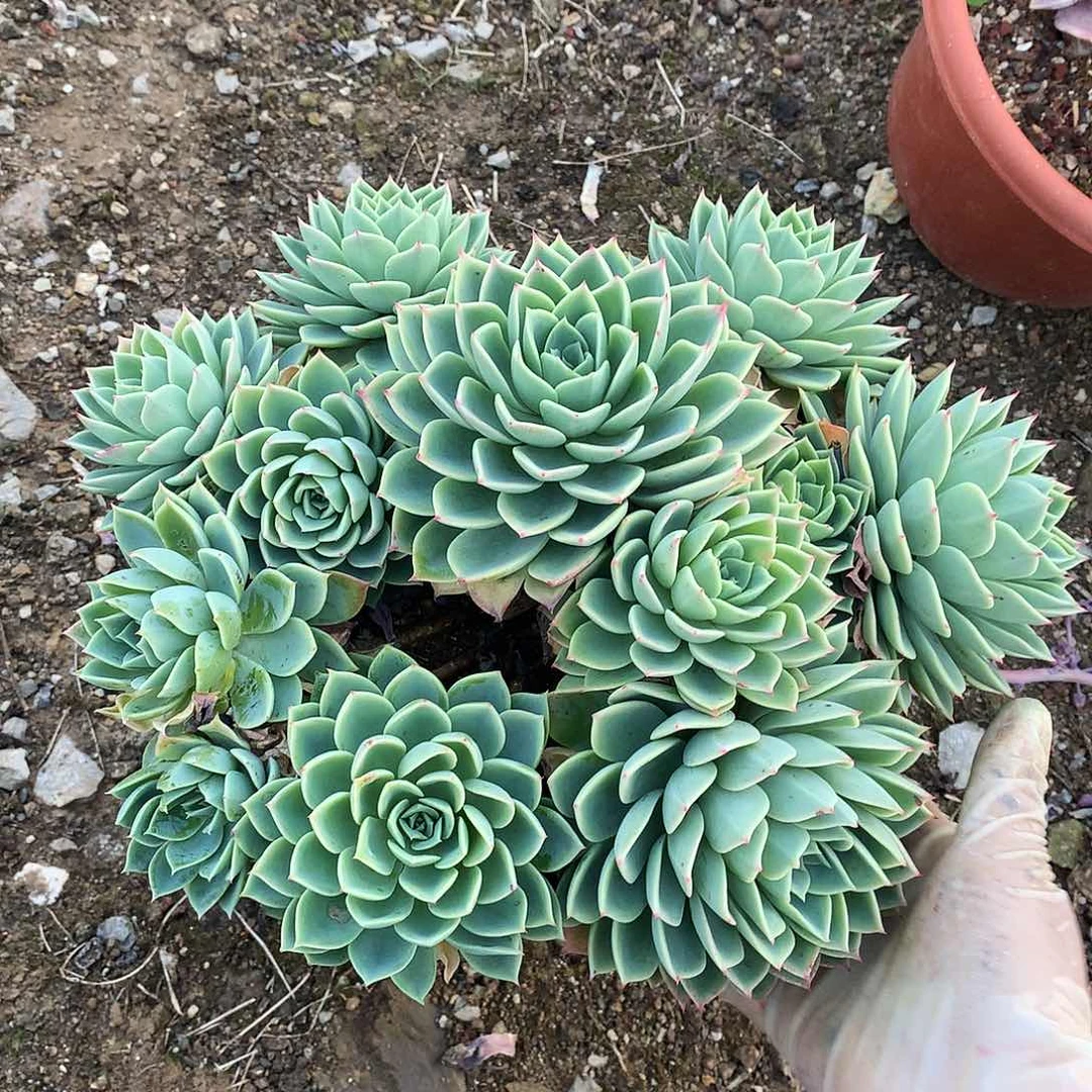 三色堇多肉一物一拍