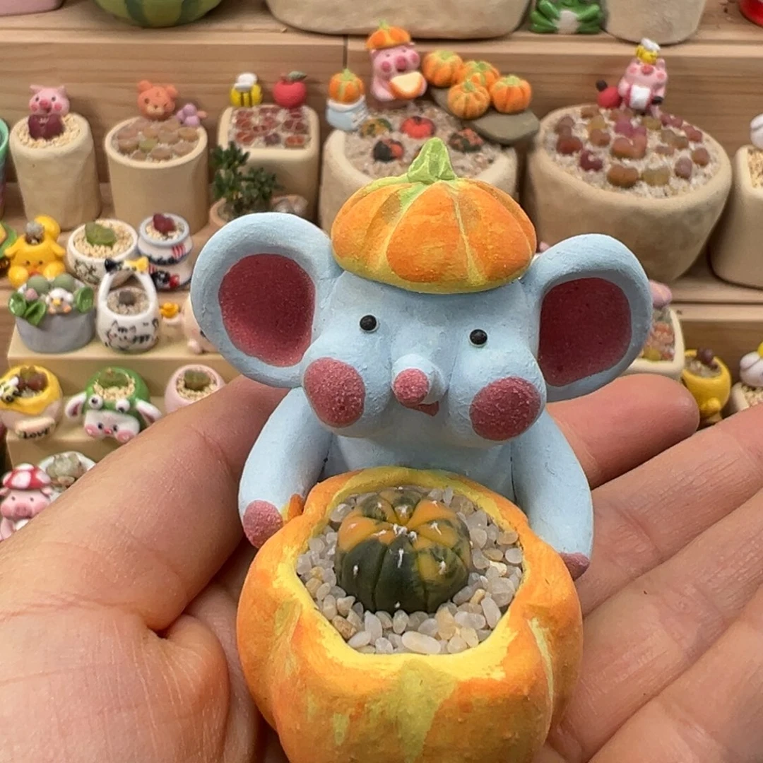 多肉植物122号小南瓜